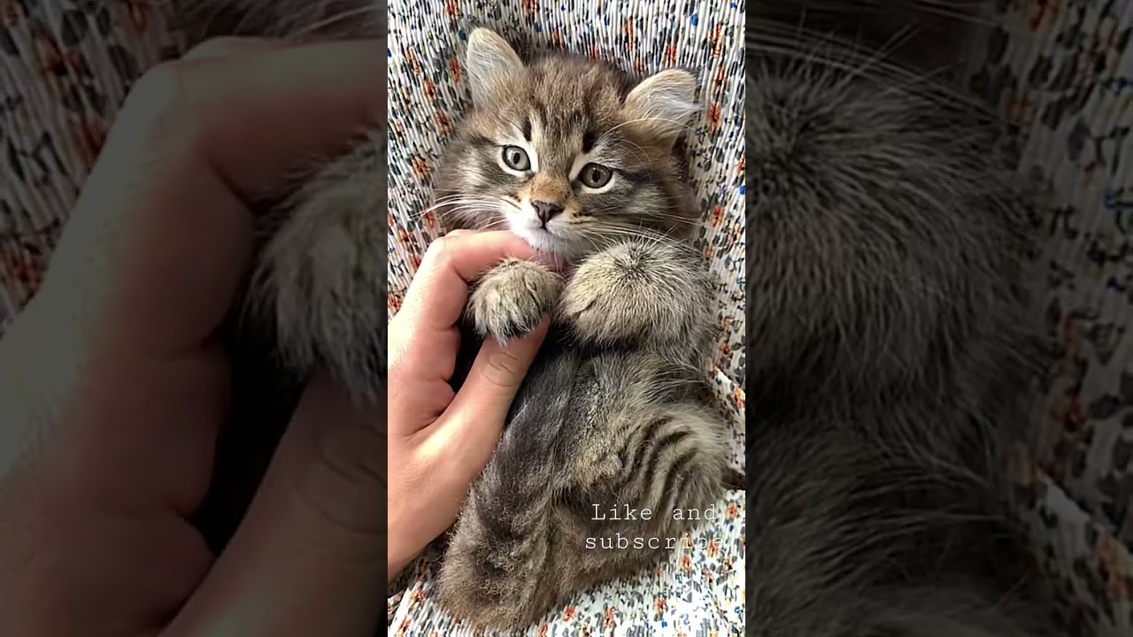 Brown cat | hands massage #cat # brown_cat #cats_feeling#funny_videos