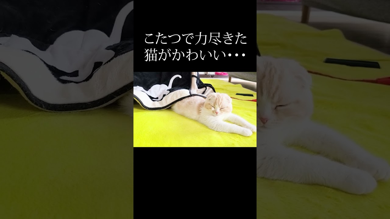こたつで力尽きた猫がかわいすぎる...#猫