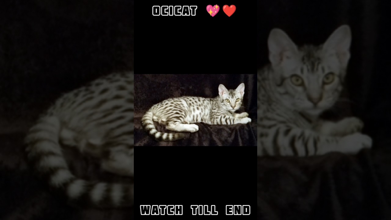 ocicat 💖❤️ STATUS #youtubeshorts #viral #trending #cats