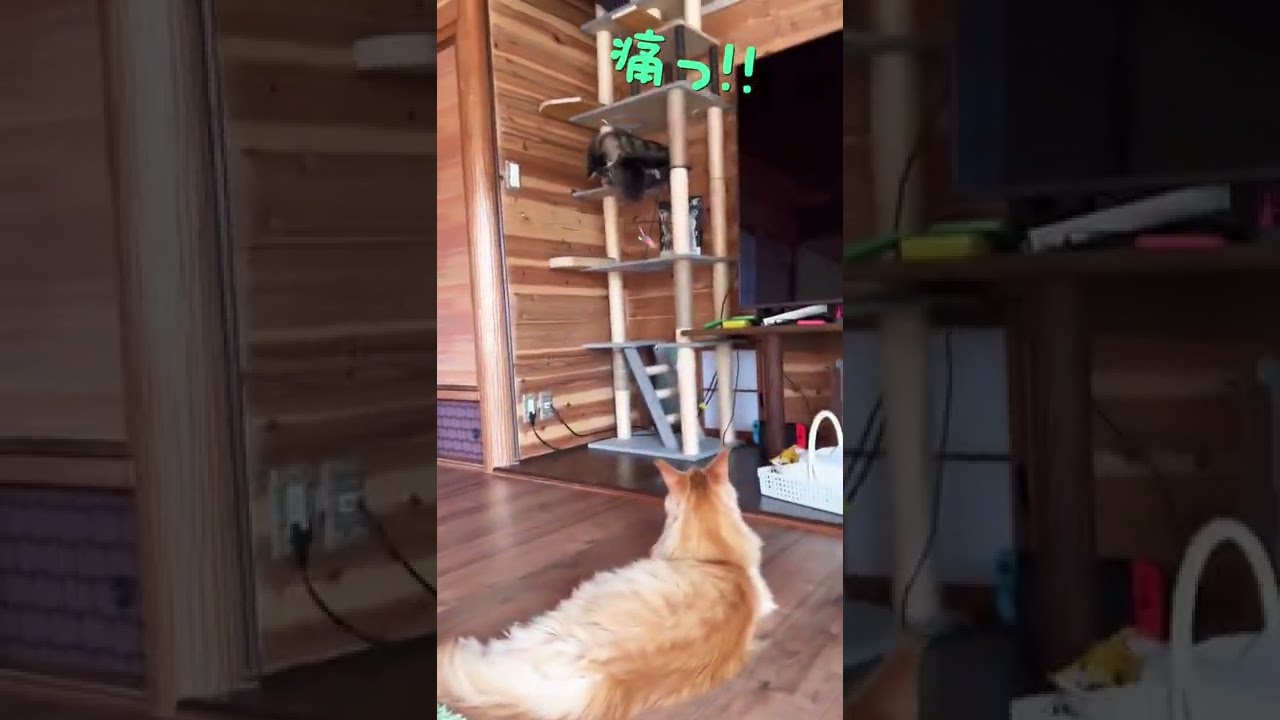 引っ張ったらあかん！【メインクーン　ゆきちゃん】