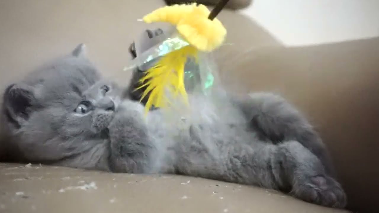 ブリティッシュショートヘアー子猫　British Shorthair　2023.1.8産まれ　ブルー　男の子　シーダキャット猫のお店