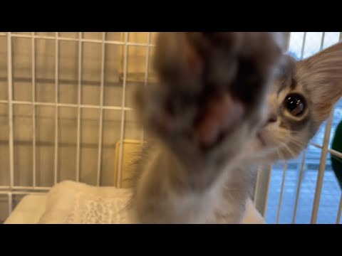 ねぇ…見ないで…本当はかまって欲しいのだ❣️【ソマリ】