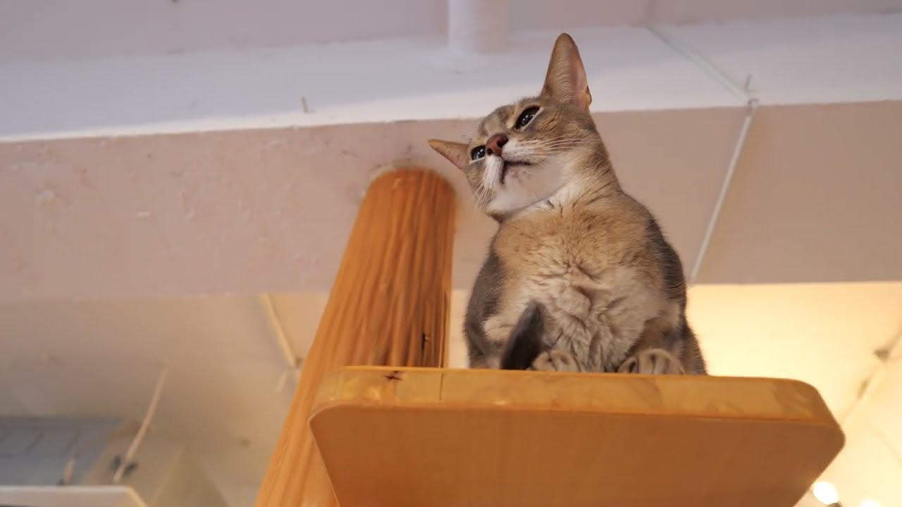 【アビシニアン】キャットタワーのアビィ　上までいきました