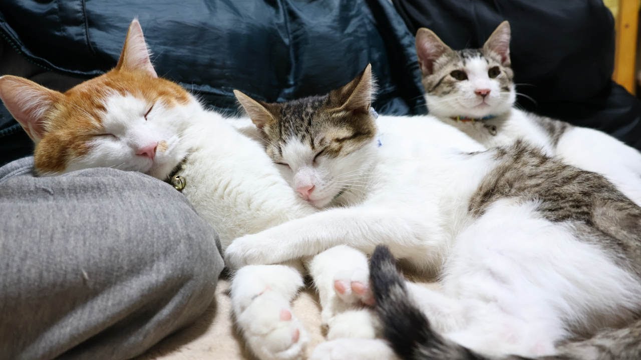 ちろと子猫たちを腕枕　230215