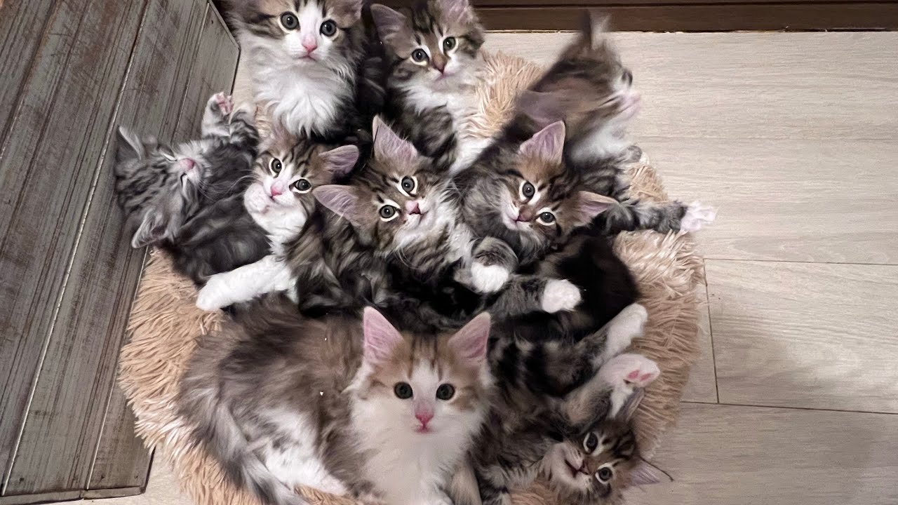 14頭の子猫のライブ配信です！（生後1ヶ月、1ヶ月半、2ヶ月のノルウェージャンフォレストキャットたちです）