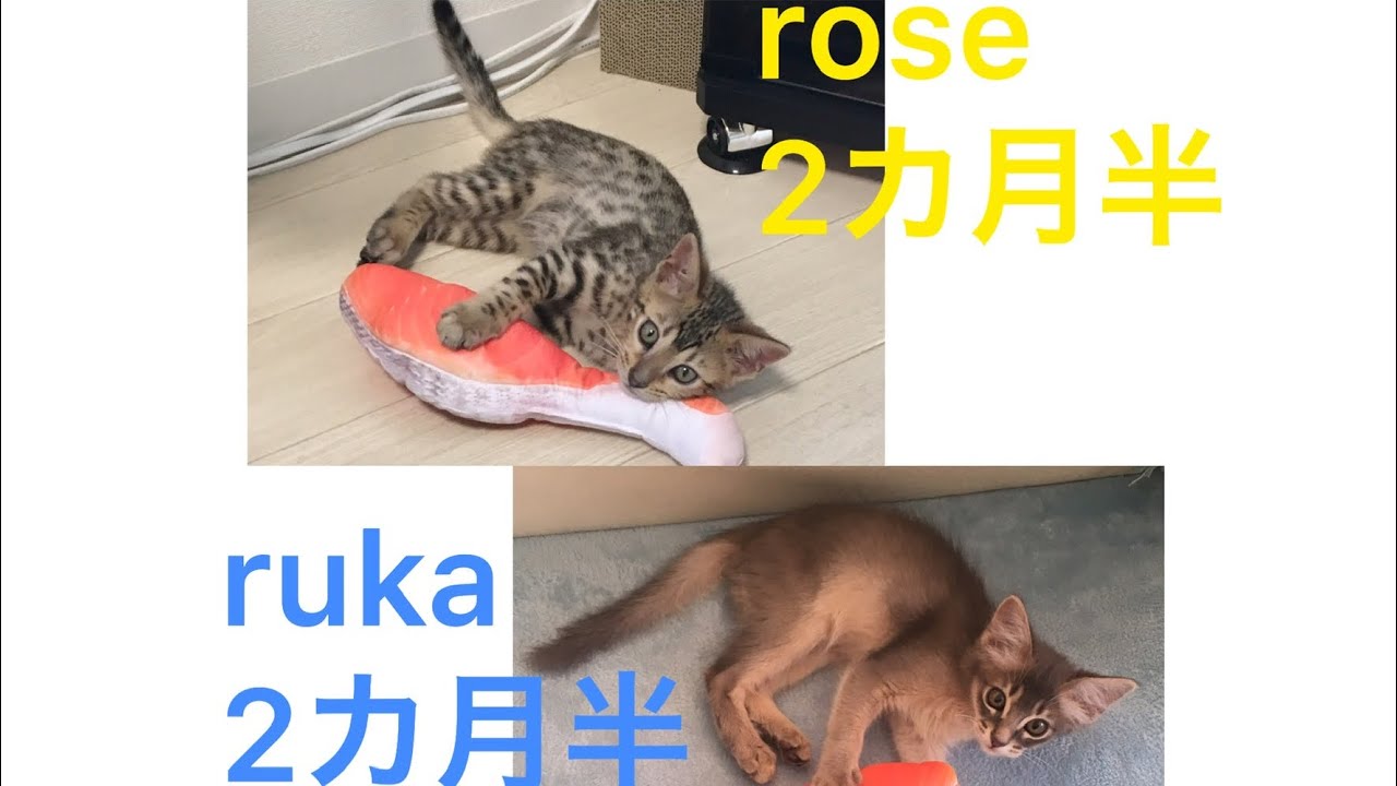 【子猫】新入り子猫ソマリ、先住猫ベンガルの鳴き声比較動画