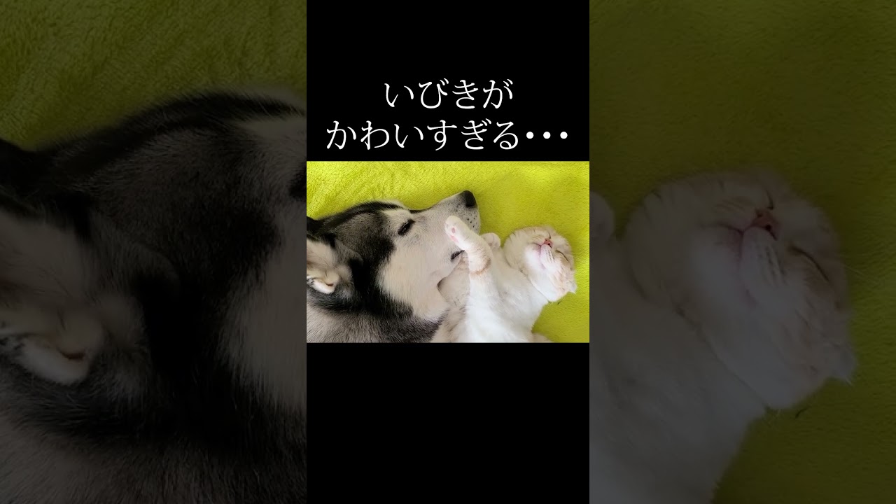 子猫のいびきがプゥプゥ言っててかわいすぎる…#shorts