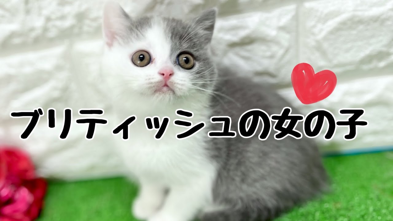 ブリティッシュショートヘアの子猫　（和歌山）