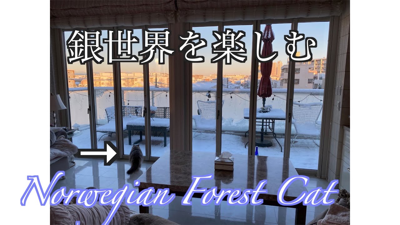 雪だ！圧巻！銀世界に立ち向かうノルウェージャンフォレストキャット
