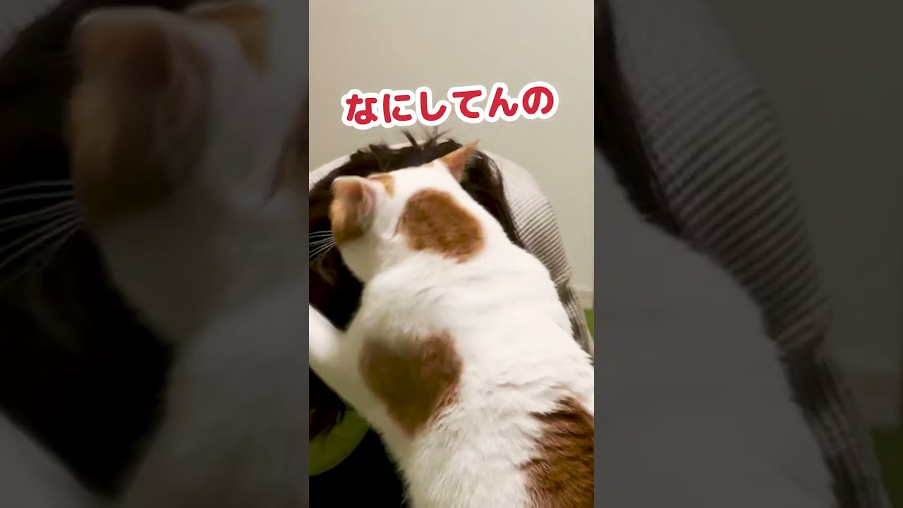 全身またたびにまみれにしたときの猫の反応がコチラ…  #ニャンチューバーつくし #猫おもしろ #ねこすき #ねこ #アフレコ #アテレコ #Shorts