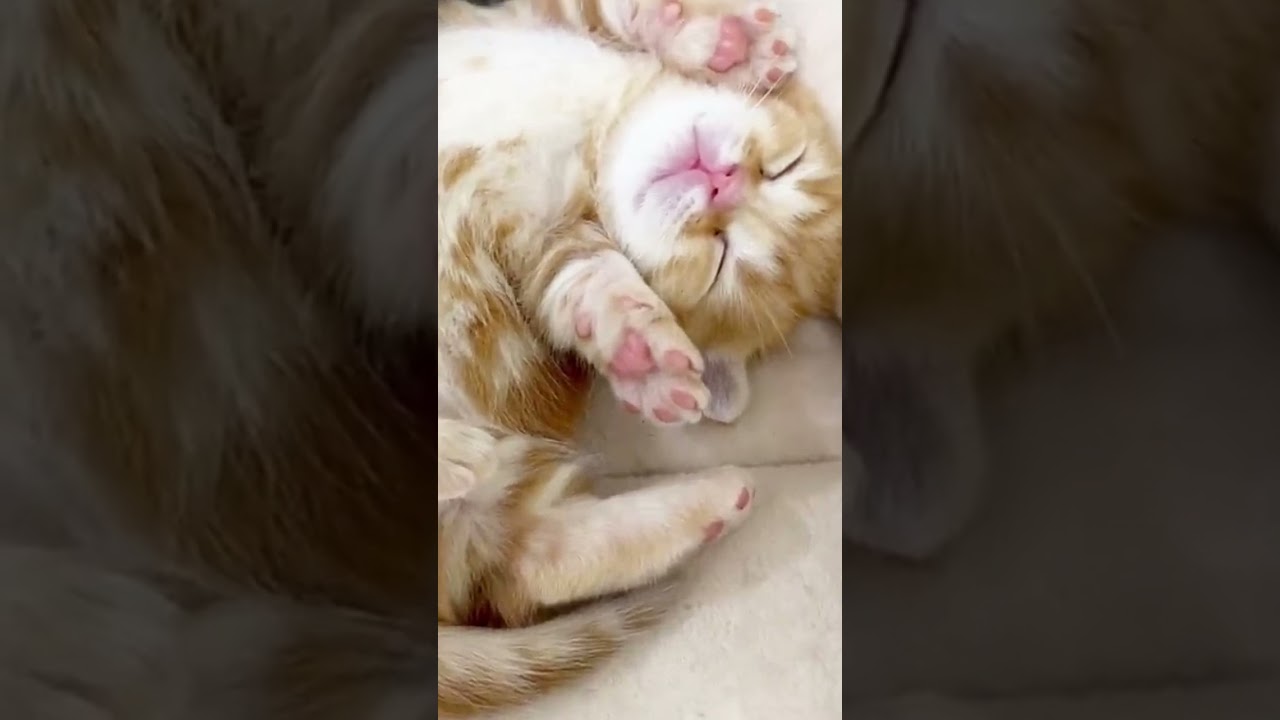 【癒し】子猫の変な寝相がかわいい #Shorts