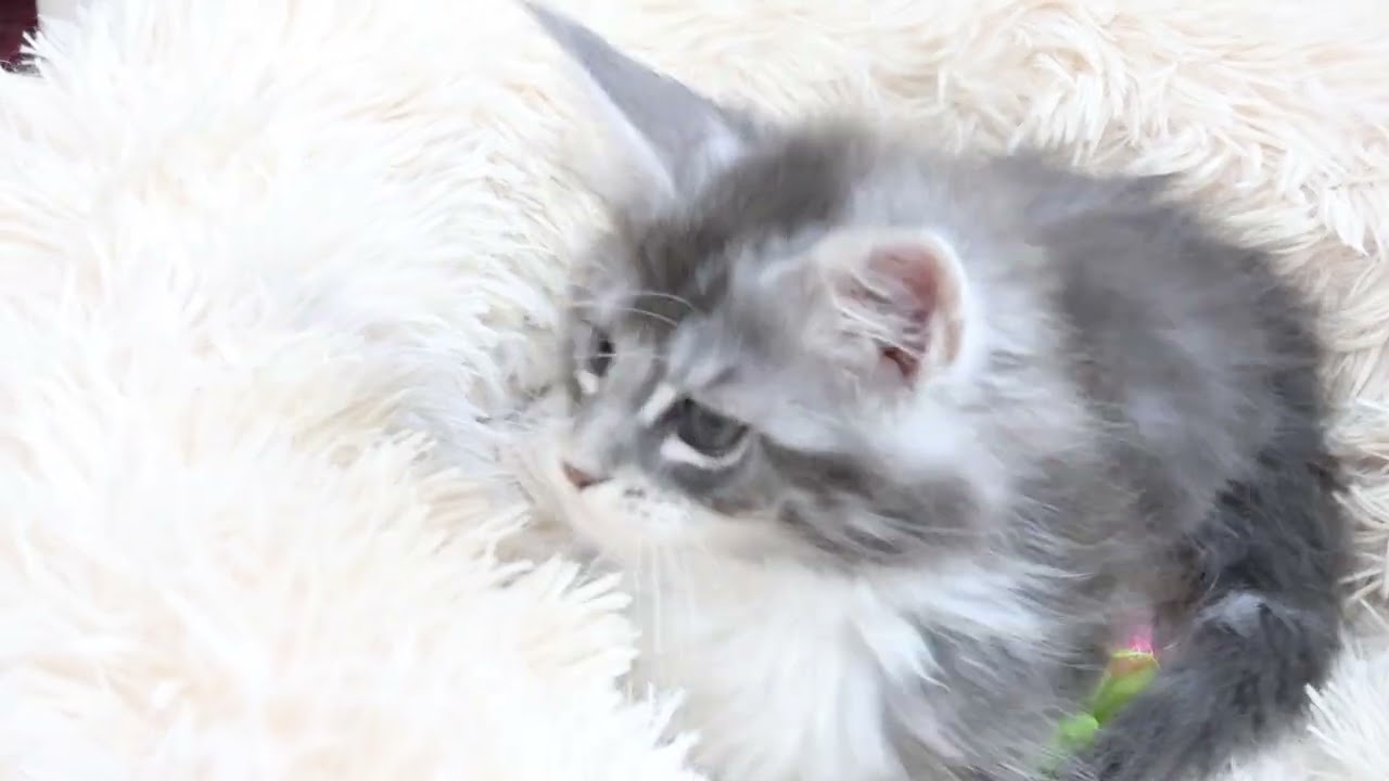 ブルーのプリンセスメインクーン子猫のマリアちゃん