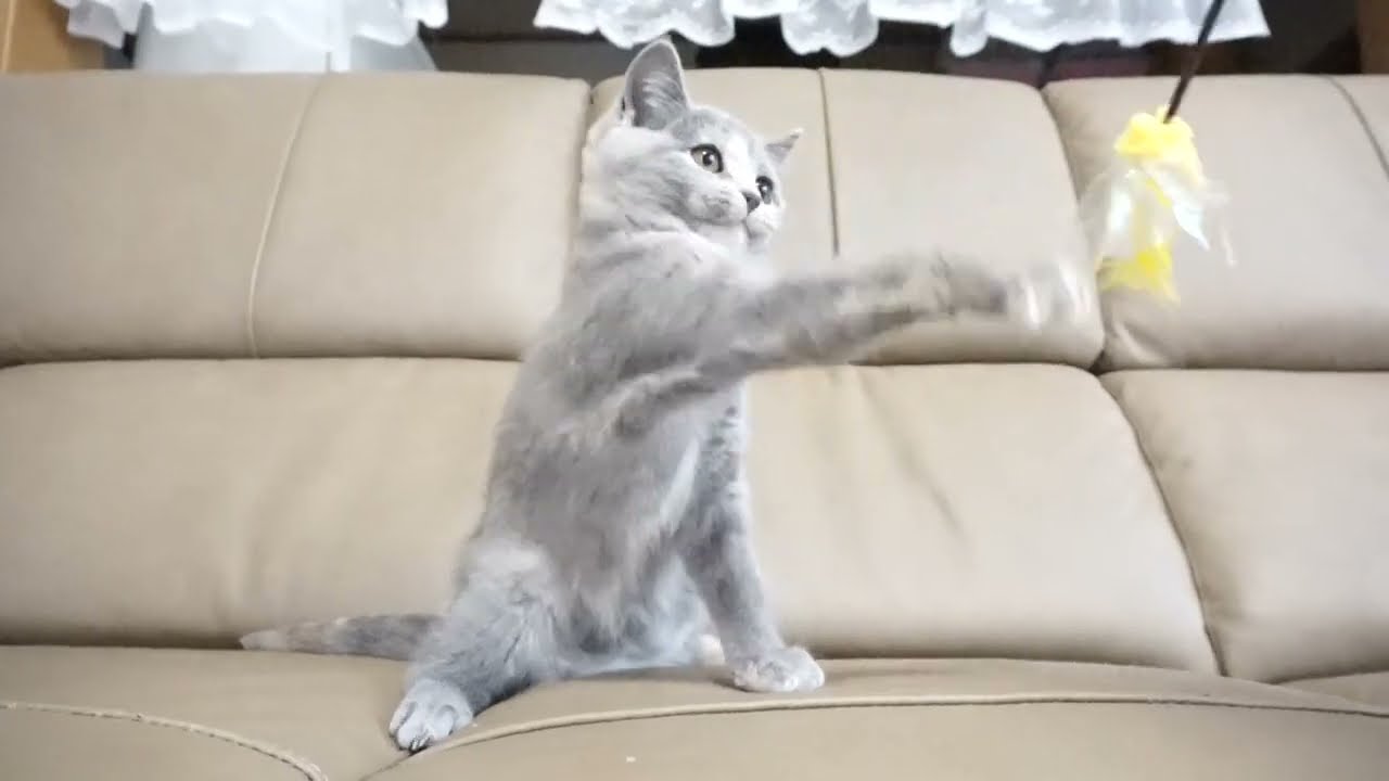 ブリティッシュショートヘアー子猫　British Shorthair　2022.11.15産まれ　ブルークリーム　女の子　シーダキャット猫のお店