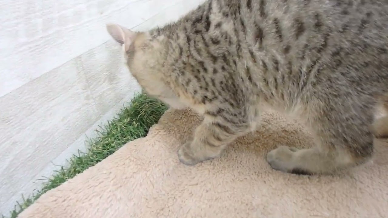 Coo&RIKU　No00573468 エジプシャンマウ