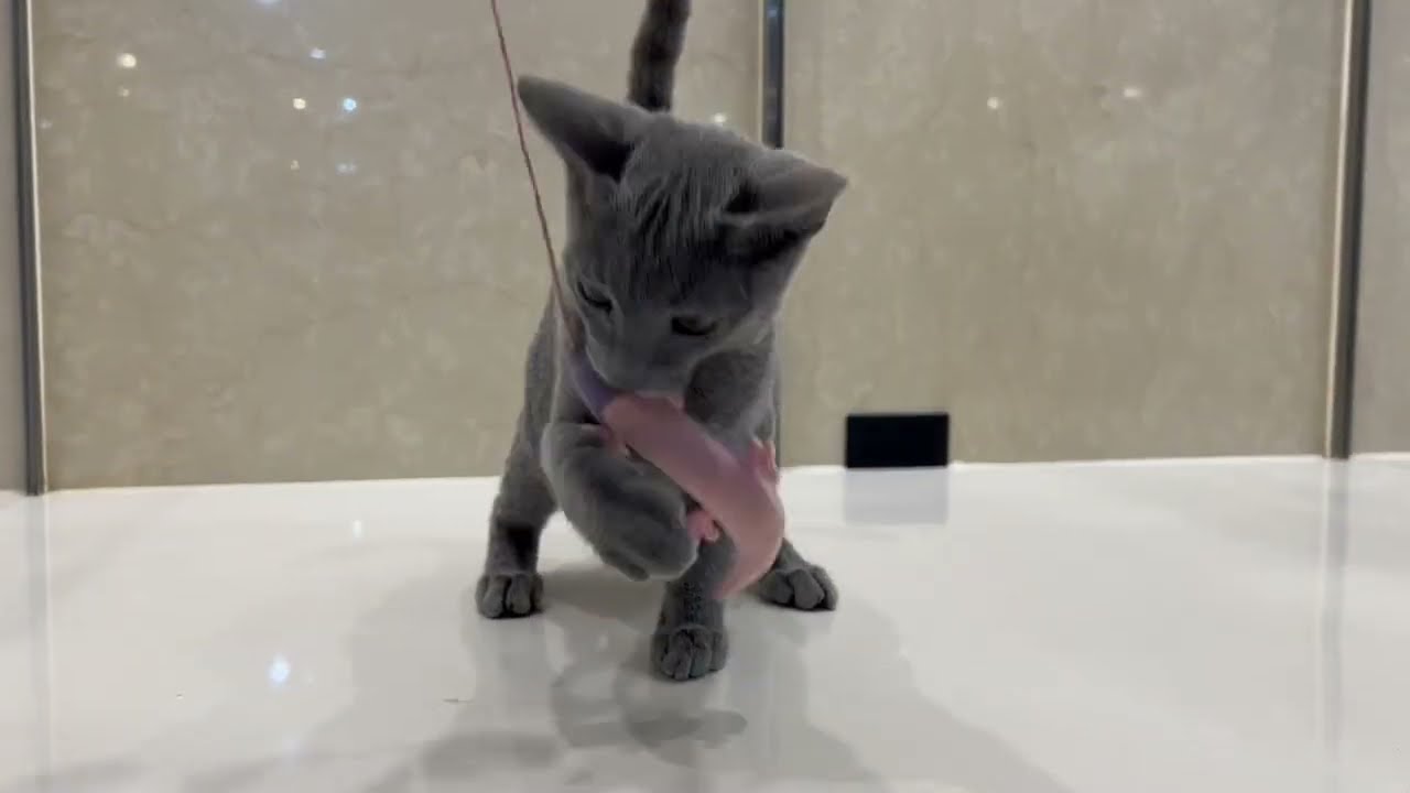 猫じゃらしで遊ぶロシアンブルー
