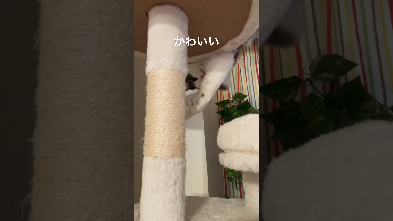 お昼寝から起きたリキ #ノルウェージャンフォレストキャット #キャットタワー