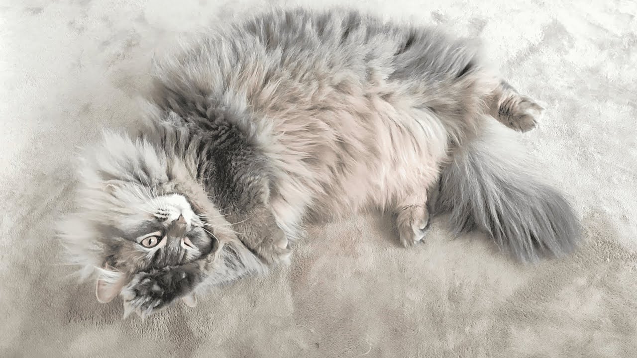 飼い主と目が合うと必ずヘソ天して何かをアピってくるモフ猫【サイベリアンのラフィ#252】