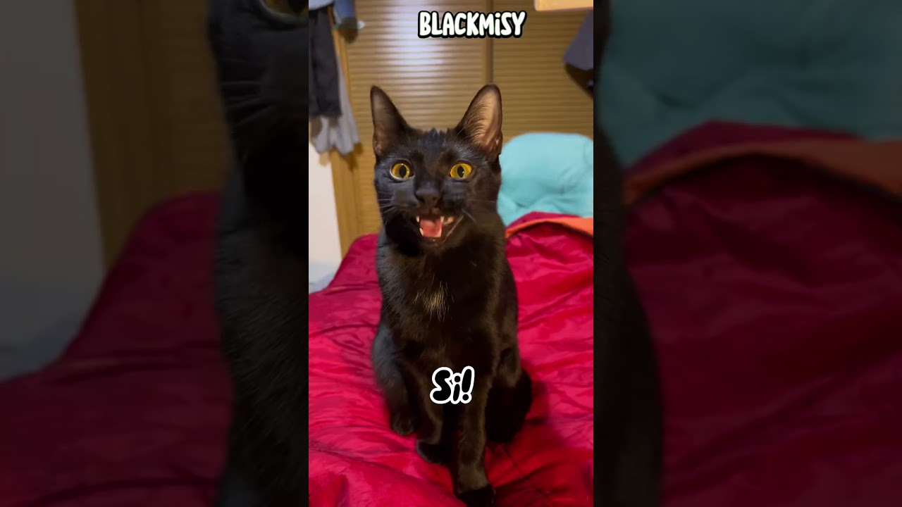 Problemas con el Whatsapp