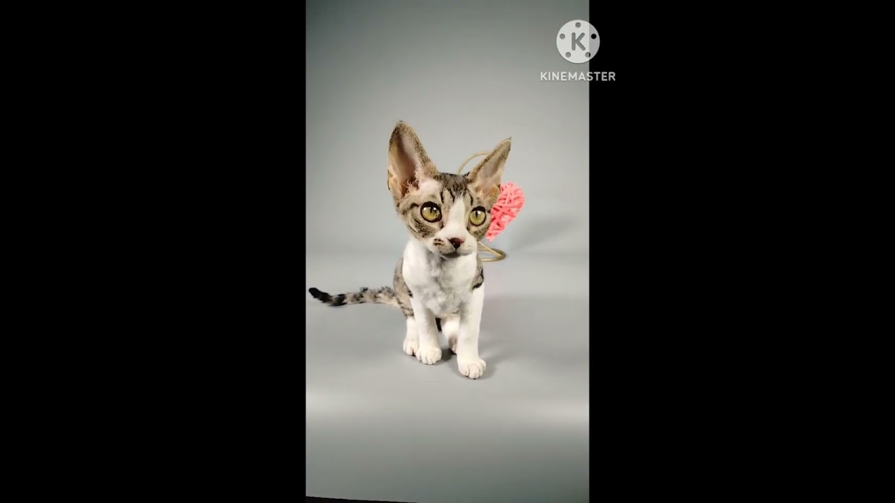 B'yanka is a charming spotted Devon Rex kitty
