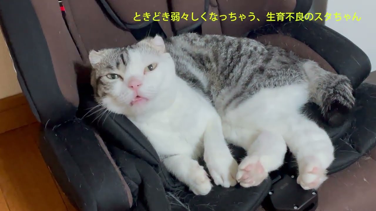 弱々しい返事をする生育不良の猫ちゃん（41秒動画）