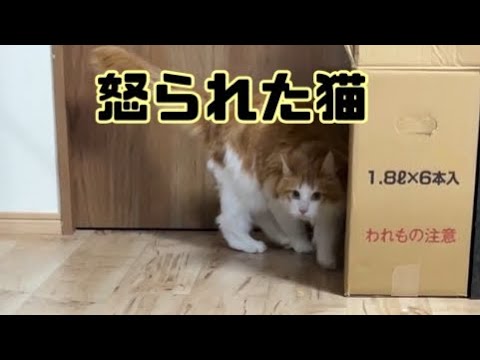 猫が悪い事をしたので怒ったら・・・【マリー（メインクーン）】