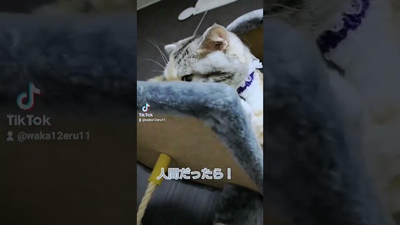 猫では２歳だけど🐱#shorts #スコティッシュフォールド #cat ＃猫