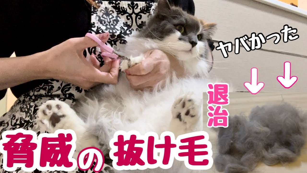ノルウェージャンフォレストキャットをクレンジングクリームでシャンプーし美しい毛なみを手に入れよう！