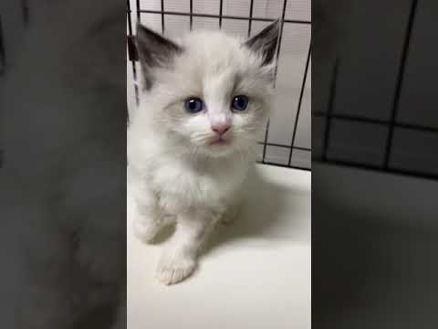 ラグドール シールポイントバイカラーの女の子♡