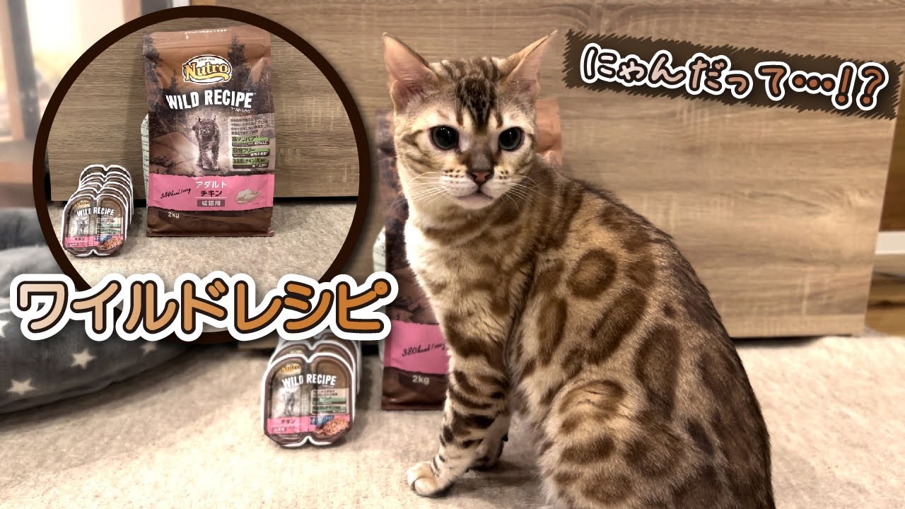 偏食家のベンガル猫がご飯を切り替えします…！ -An unbalanced Bengal cat changes rice...!-