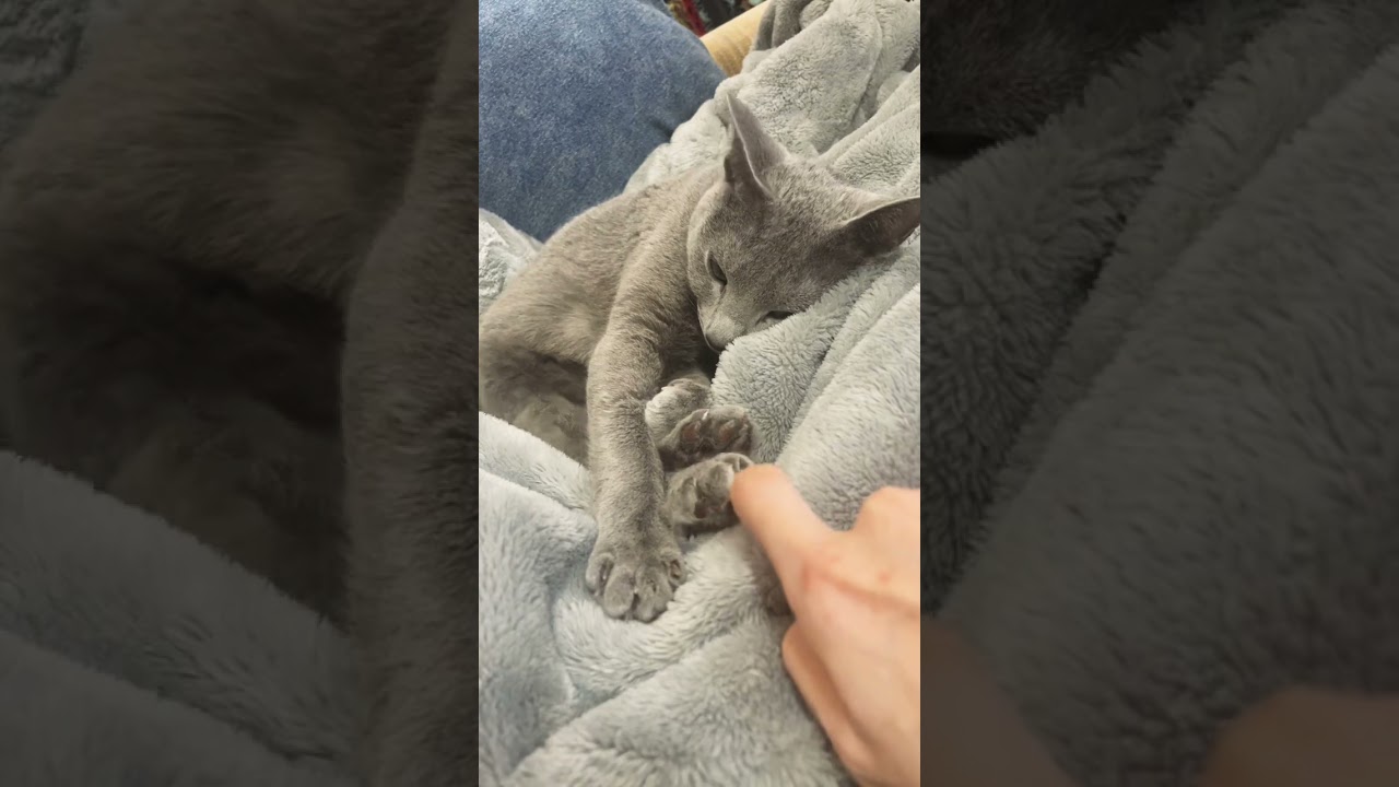 添い寝してくれる猫💕ロシアンブルーのソニーです🐈‍⬛❤️