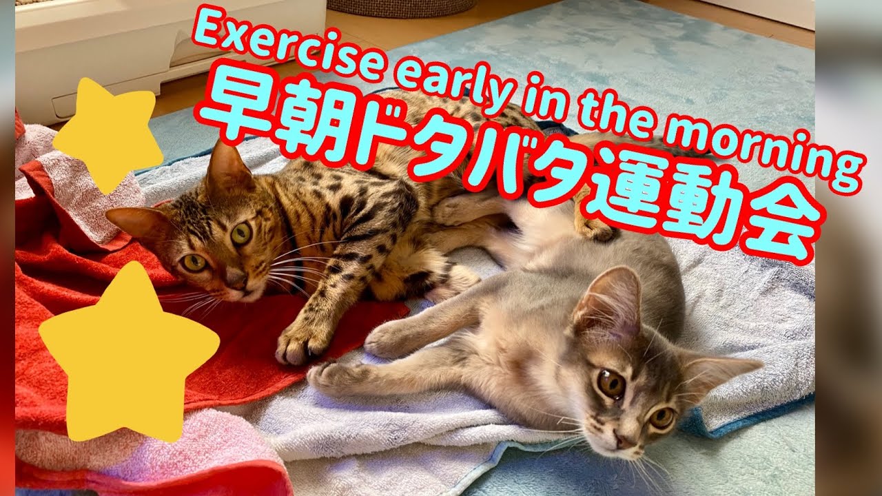 【子猫】早起きした朝は！〜ベンガル猫とソマリの場合〜【かわいい、癒し】