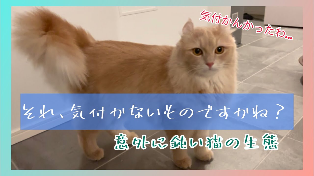 それ、気付かないの？？｜アメリカンカールとソマリの日常