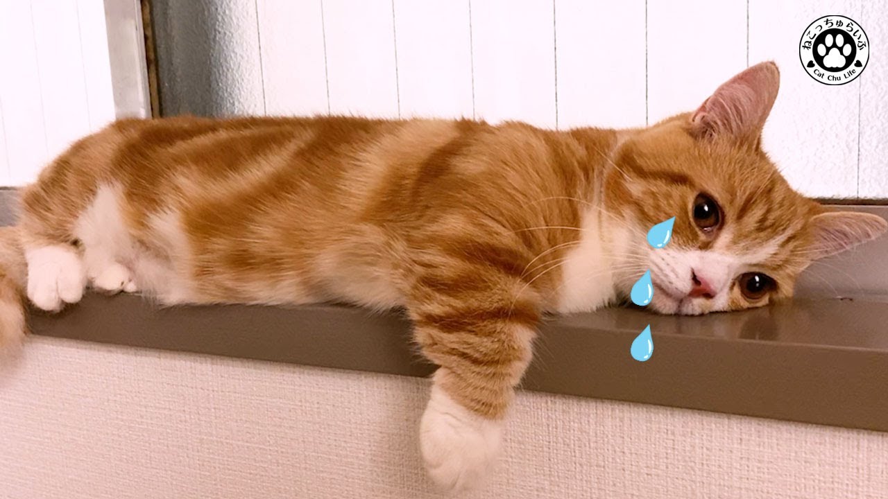 【ごめんね　てと君】去勢手術・抜糸後、タマタマが無くなっている事に気づいた猫の反応に泣けました　ごめんね【短足マンチカン｜てと君】