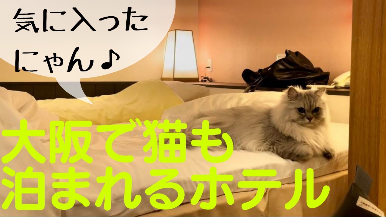 【猫品種ラガマフィン】大阪で猫も泊まれるホテル