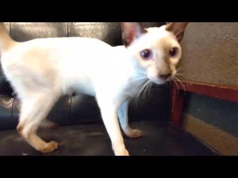 ペットショップCoo&RIKU　598557　トンキニーズ