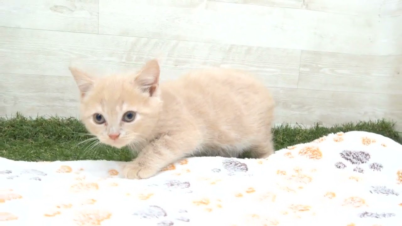 Coo&RIKU　No00615729 ブリティッシュショートヘアー