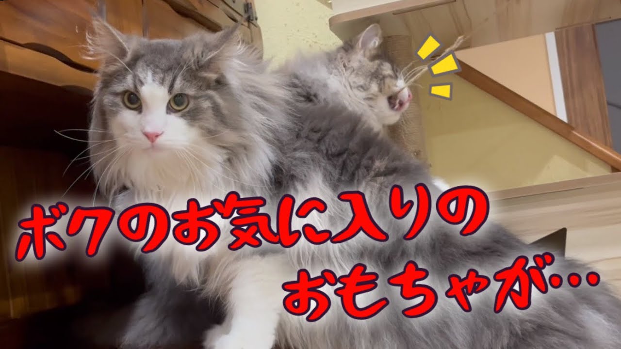 【兄弟❤︎】ノルウェージャンフォレストキャットのお気に入りのおもちゃが…！？！？