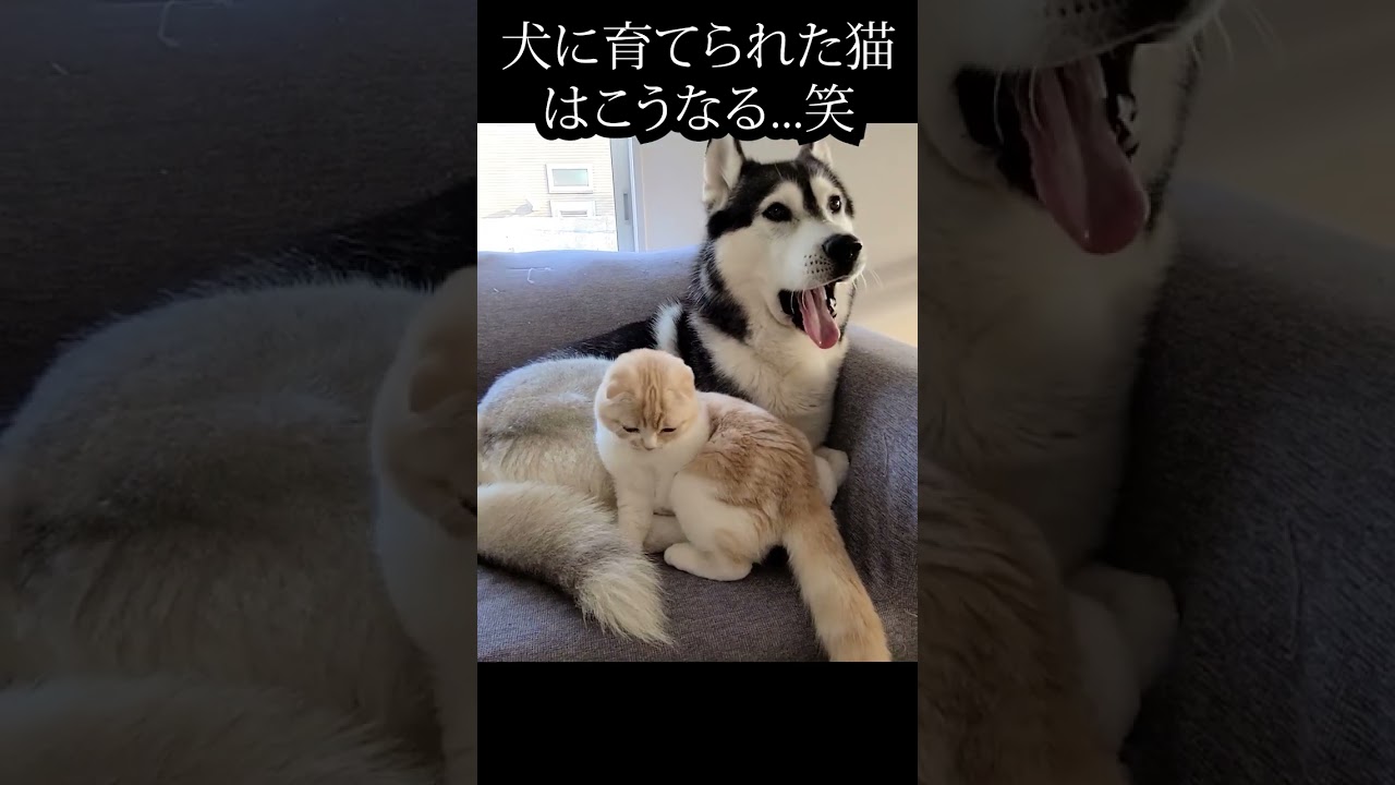 絶対にハスキー犬から離れたくない猫がかわいい...#shorts #猫