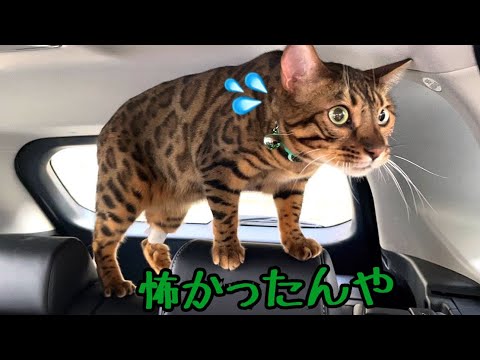 血液検査の恐怖でお漏らししちゃった猫が車内でもハラハラしています