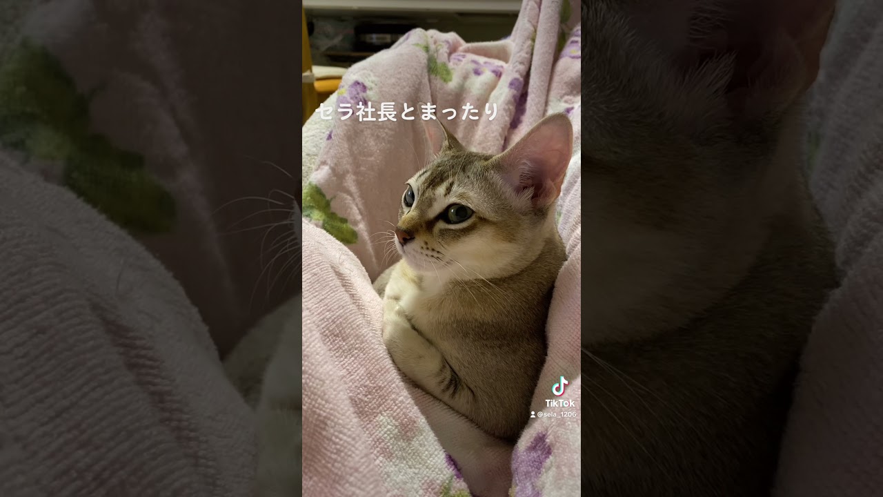 【シンガプーラ】セラ社長のある日の午後…#Singapura  #ねこ #cat