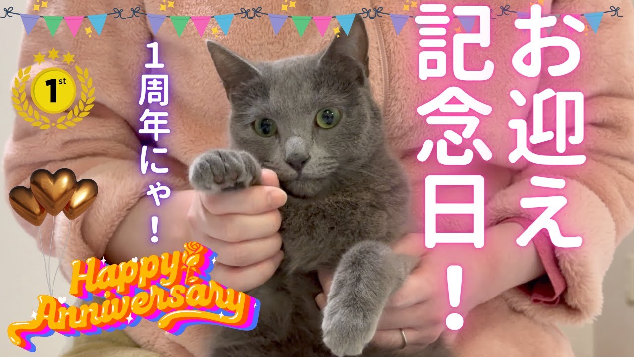お迎え記念日を祝福される猫（ロシアンブルー）