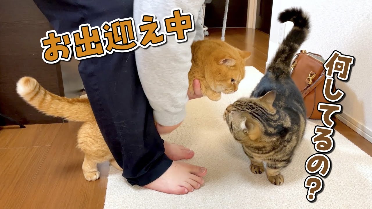 パパがママと一緒に帰ってきたのが嬉しくて取り合いになっちゃいました