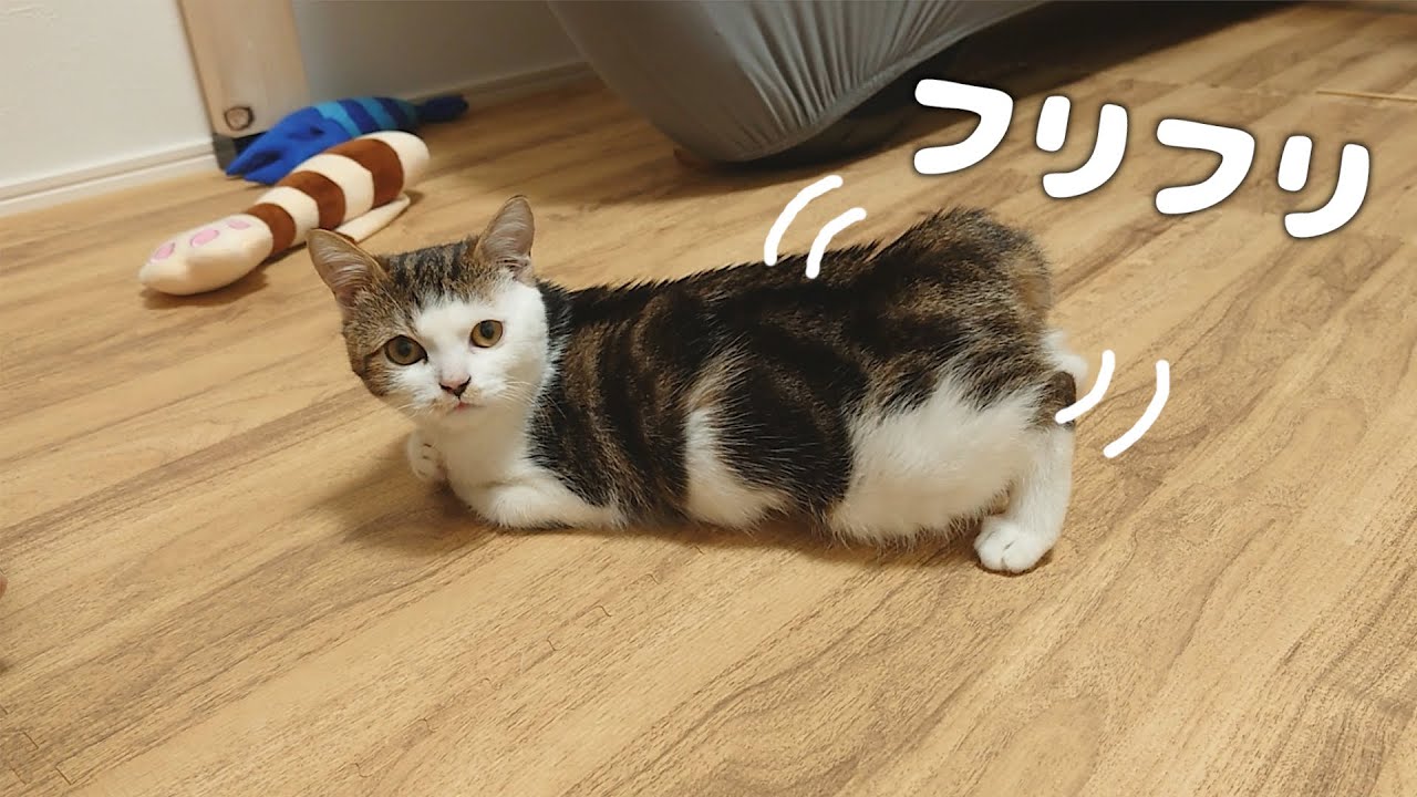子猫が真顔でこちらを見つめながら腰を振っている理由がコチラです…