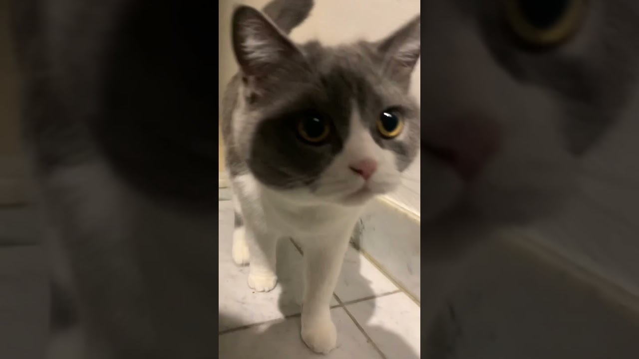 #shorts 今日のお出迎え#お出迎え #ブリティッシュショートヘアー #britishshorthair #現場猫 #ハチワレ #愛猫 #ねこのいる生活