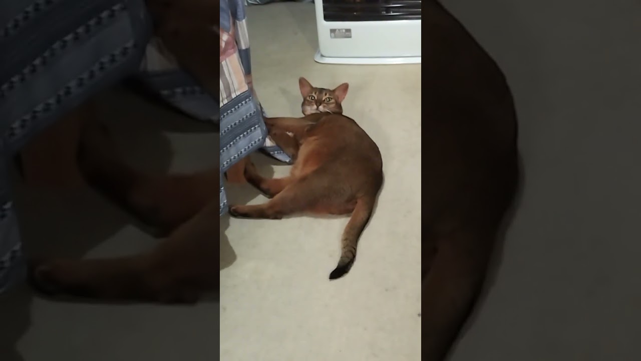 ネコ動画あび＃373　#shorts　あびの毎日　アビシニアン　あび