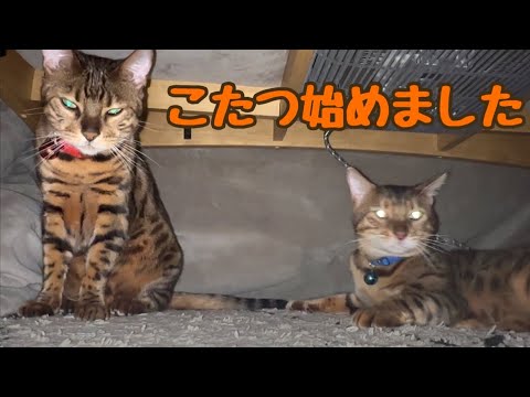 今年もコタツを出したら猫夫婦の仲も少し暖まった（？）ようです。