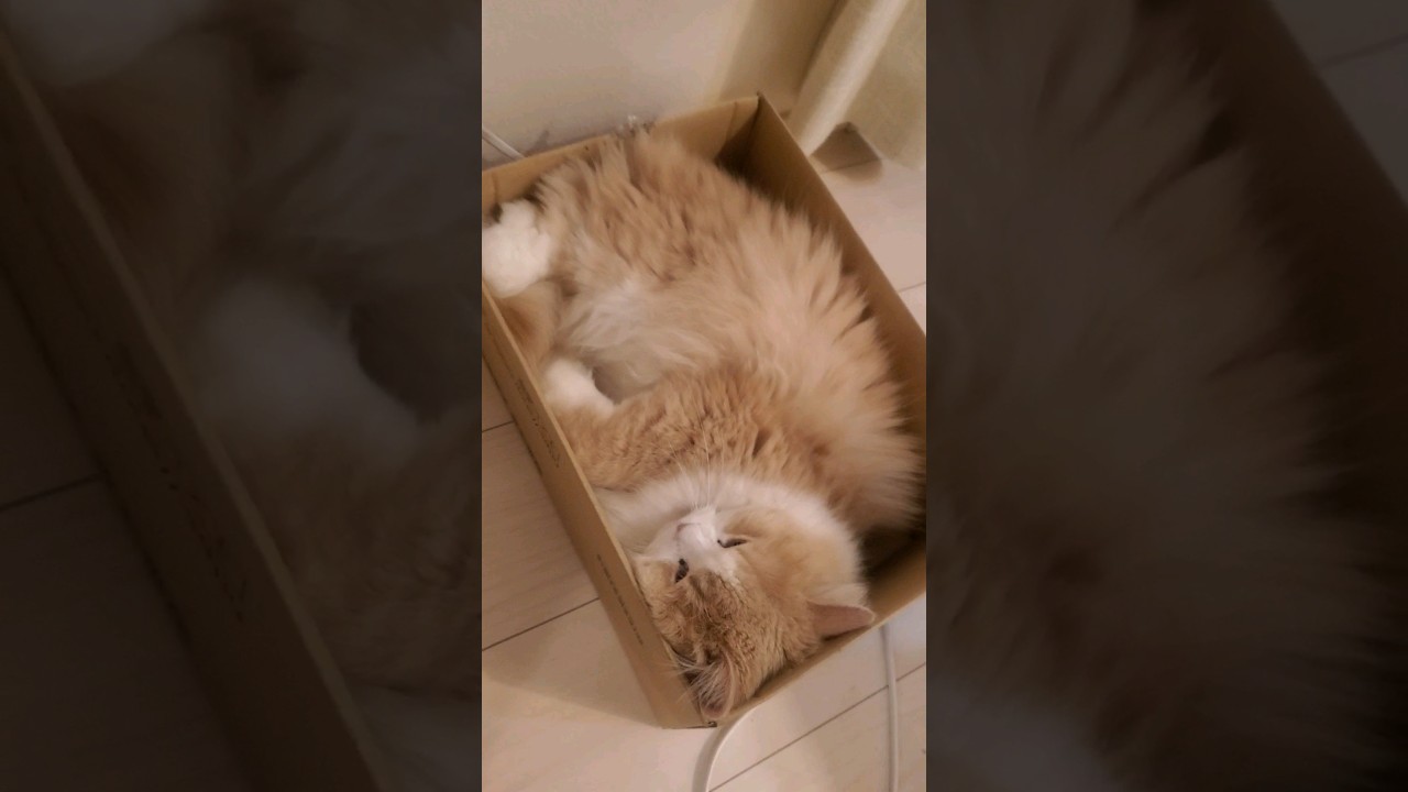 The package arrived　モフモフが届きました～　 #scottishfold #スコティッシュフォールド #cat #scottishstraight #猫