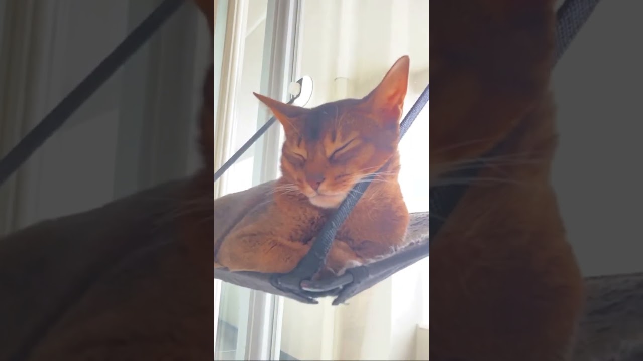 アビシニアンのお鼻にタッチ。Boop the floof.for sleeping Abyssinian cat.