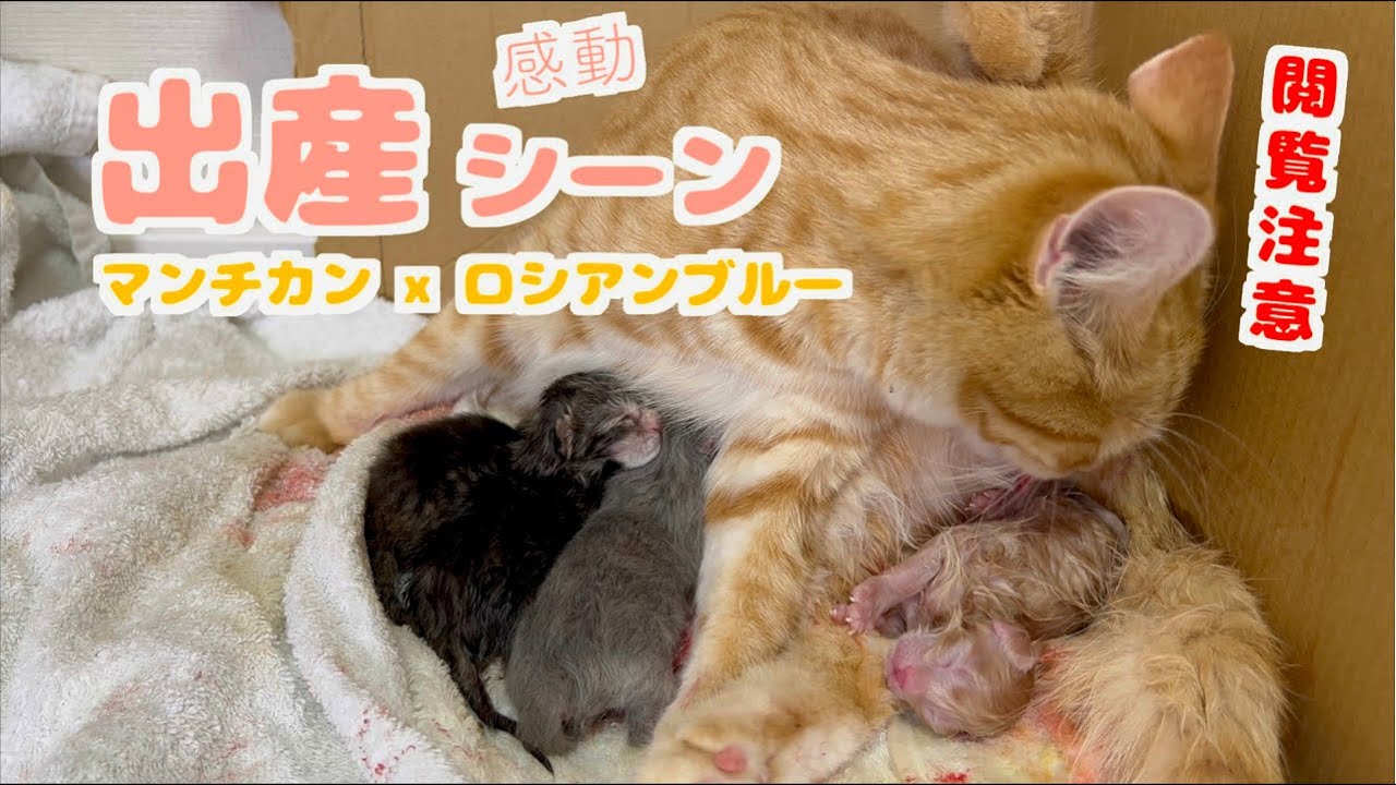 【感動】猫の出産シーンを大公開しちゃいます【マンチカン × ロシアンブルー】