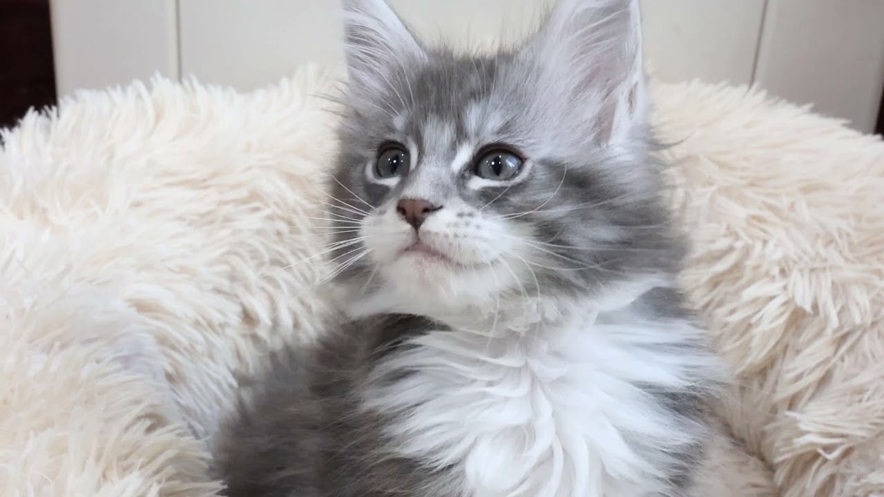 ブルーのプリンセスメインクーン子猫のマリアちゃん